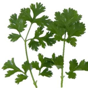 Coriander Cilantro Lemon