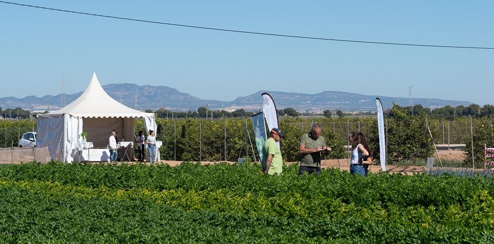 Tozer Ibérica presenta novedades en brócoli, coliflor y cilantro