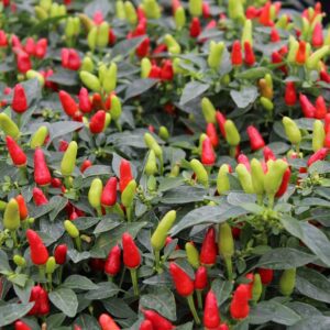 Chilli Fields of Fire