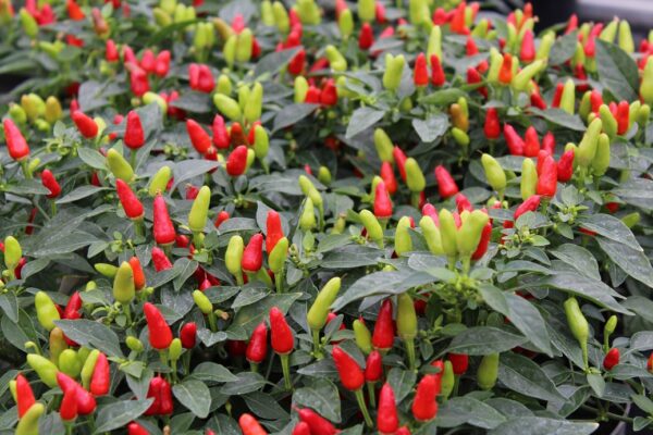 Chilli Fields of Fire