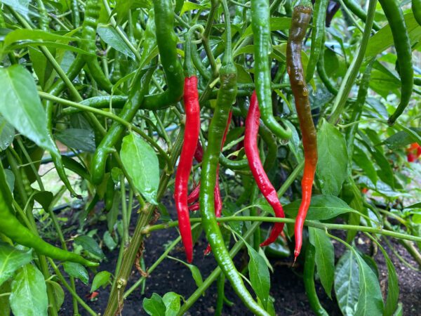 Chilli Vindaloo