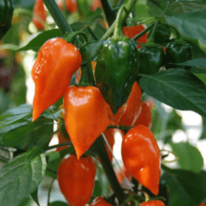 Chilli Pepper Flamethrower Orange