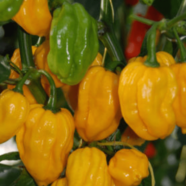Chilli Pepper Flamethrower Yellow