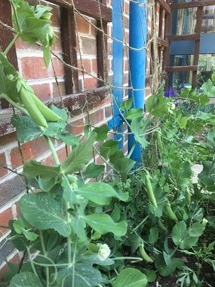 Broad beans pods redy to harvest in the Growing Wild Citizens project in Southampton primary schools