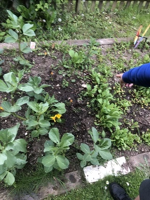 A bed of small broad bean plants in the Growing Wild Citizen project
