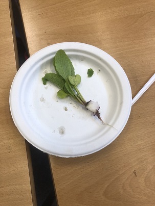 Children try the radishes they have grown