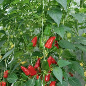 Chilli Pepper Red Fresno