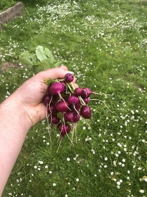 A bunch of Radish Amethyst children have grown