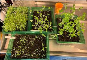 Seedlings from Wild Citizens project
