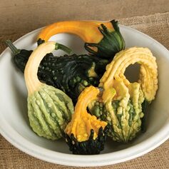 Gourd Autumn Wings