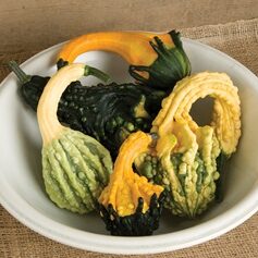 Gourd Autumn Wings