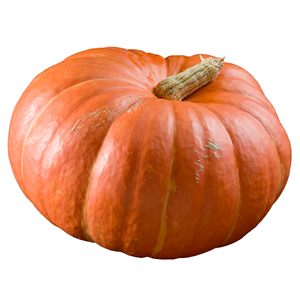 Pumpkin Rouge Vif d'Etampes