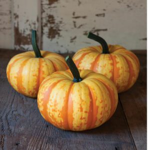 Pumpkin TZ 8302 F1