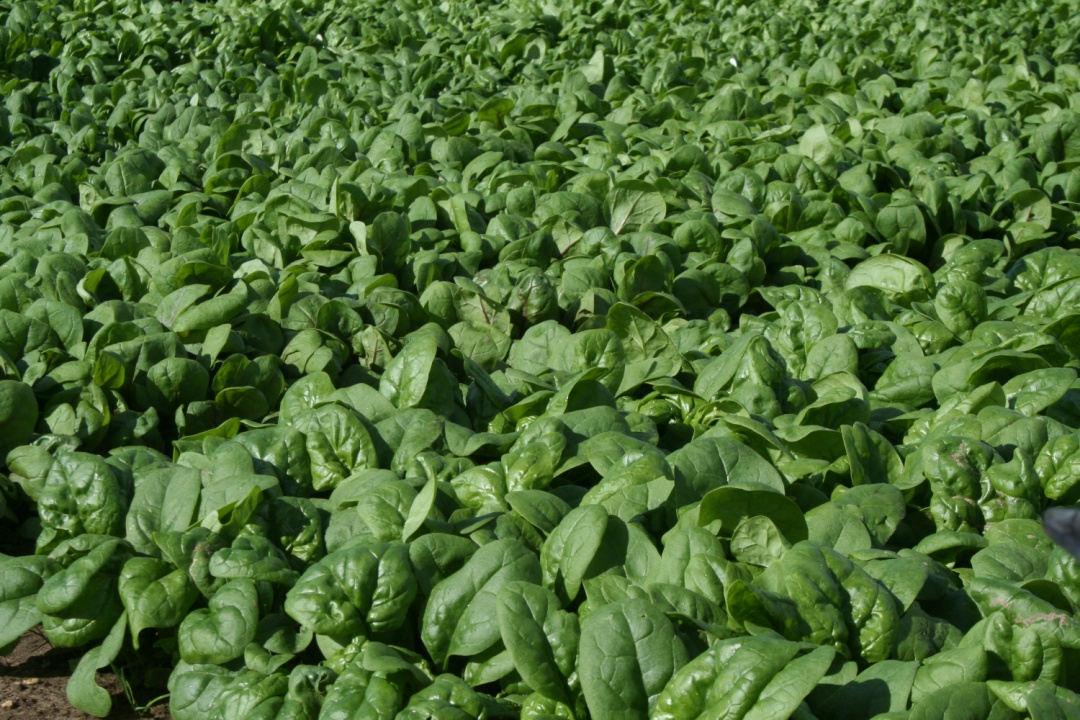 Tozer and KWS Vegetables strengthen long-standing UK distribution agreement